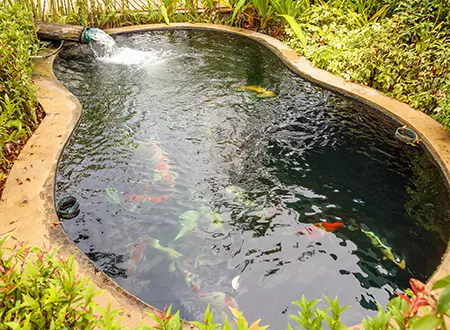 Average copy - Grass Roots Pond And Garden - Grass Roots Pond And Garden Averaged Priced Pond Cleaning And Maintenance