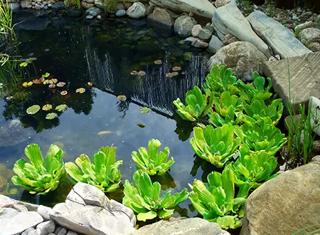 Average copy - Grass Roots Pond And Garden - Grass Roots Pond And Garden Average Priced Pond Repair