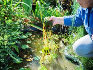 Pond Cleaning