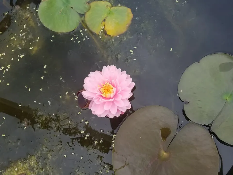 Beautiful floating pond flower - Grass Roots Pond And Garden Beautiful floating pond flower