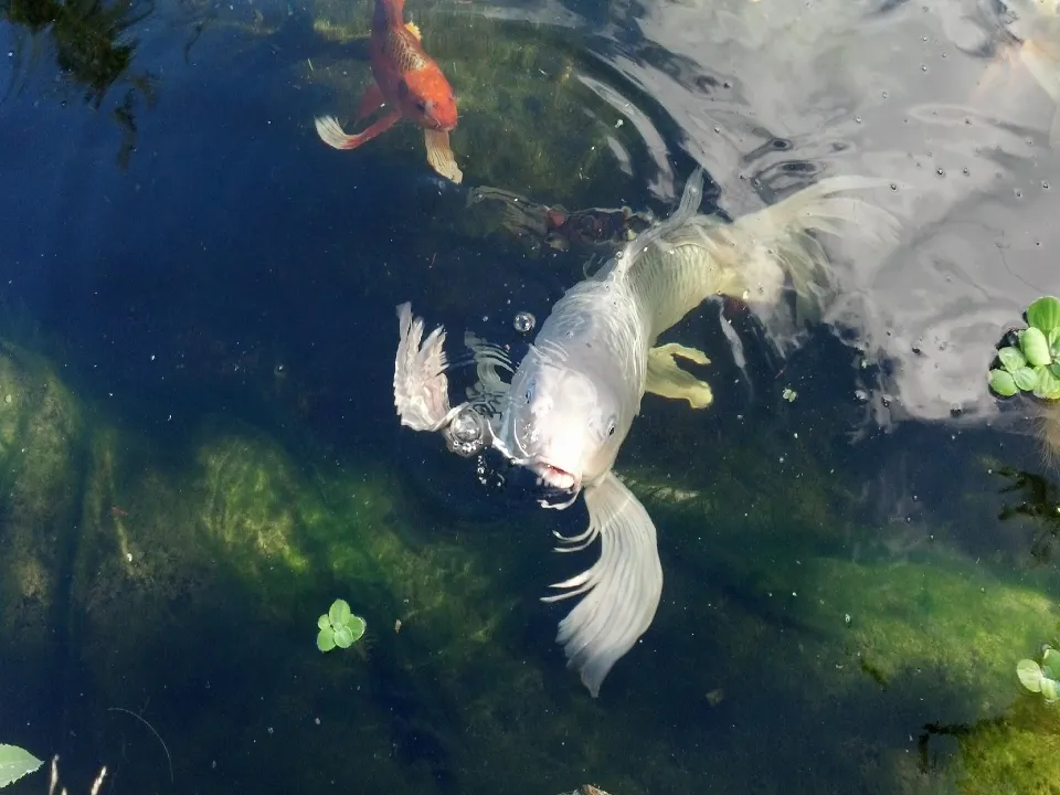 Closeup of koi fish in pond - Grass Roots Pond And Garden Closeup of koi fish in pond