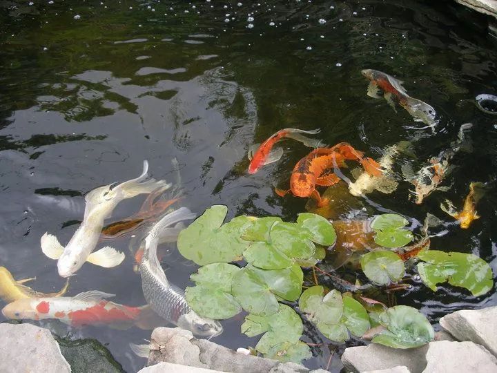 Koi-pond-with-koi - Grass Roots Pond And Garden Koi pond with koi