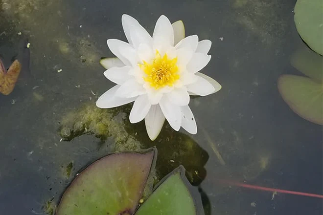 Michigan water lily in a pond - Grass Roots Pond And Garden Michigan water lily in a pond