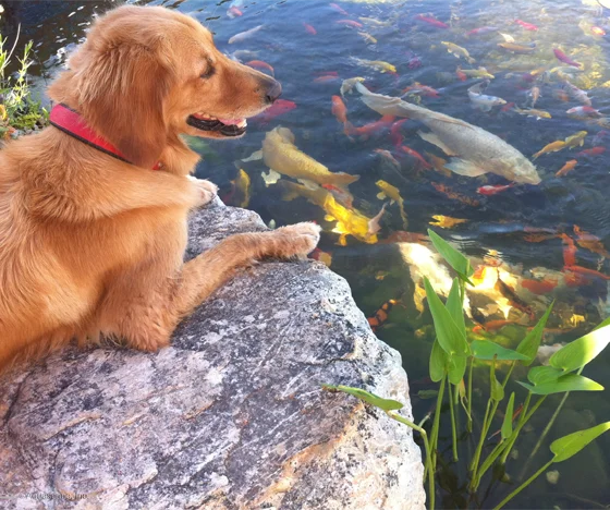 A Dog Overlooking A Healthy And Clean Koi Pond