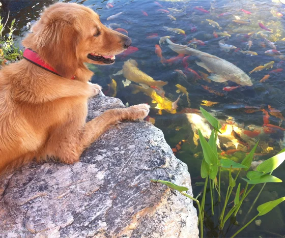 A Dog Overlooking A Healthy And Clean Koi Pond - Grass Roots Pond And Garden - Grass Roots Pond And Garden A Dog Overlooking A Healthy And Clean Koi Pond