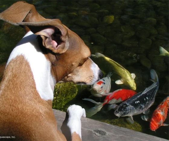 A Dog Admiring The Koi Fish In A Backyard Pond - Grass Roots Pond And Garden - Grass Roots Pond And Garden A Dog Admiring The Koi Fish In A Backyard Pond