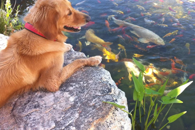 A-dog-lies-next-to-a-pond-full-of-fish - Grass Roots Pond And Garden A dog lies next to a pond full of fish