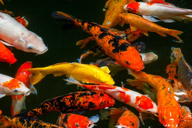 Colorful schools of koi and goldfish