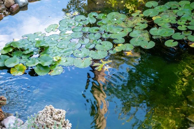 Floating-pond-plants - Grass Roots Pond And Garden Floating pond plants