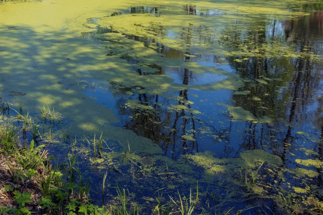 Flowering-algae-pond-in-the-spring - Grass Roots Pond And Garden Flowering algae pond in the spring