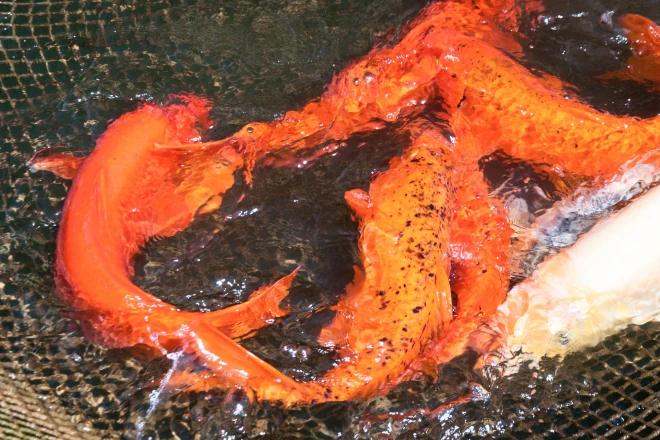 Koi-fish-in-a-net - Grass Roots Pond And Garden Koi fish in a net