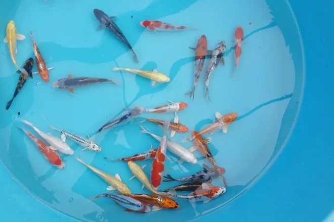 Koi-fish-relocated-into-a-tub-1 - Grass Roots Pond And Garden Koi fish in a temporary holding container