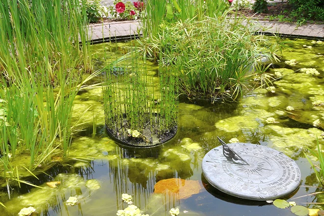 Pond grass discount