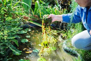 Woman pulling some green string algae from out of her pond - Grass Roots Pond And Garden - Grass Roots Pond And Garden